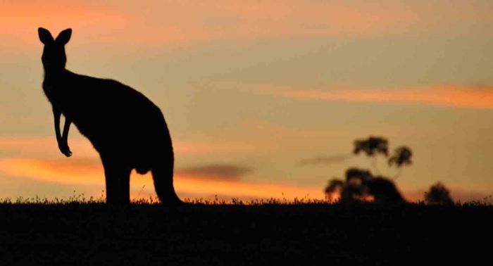 Kangaroo5